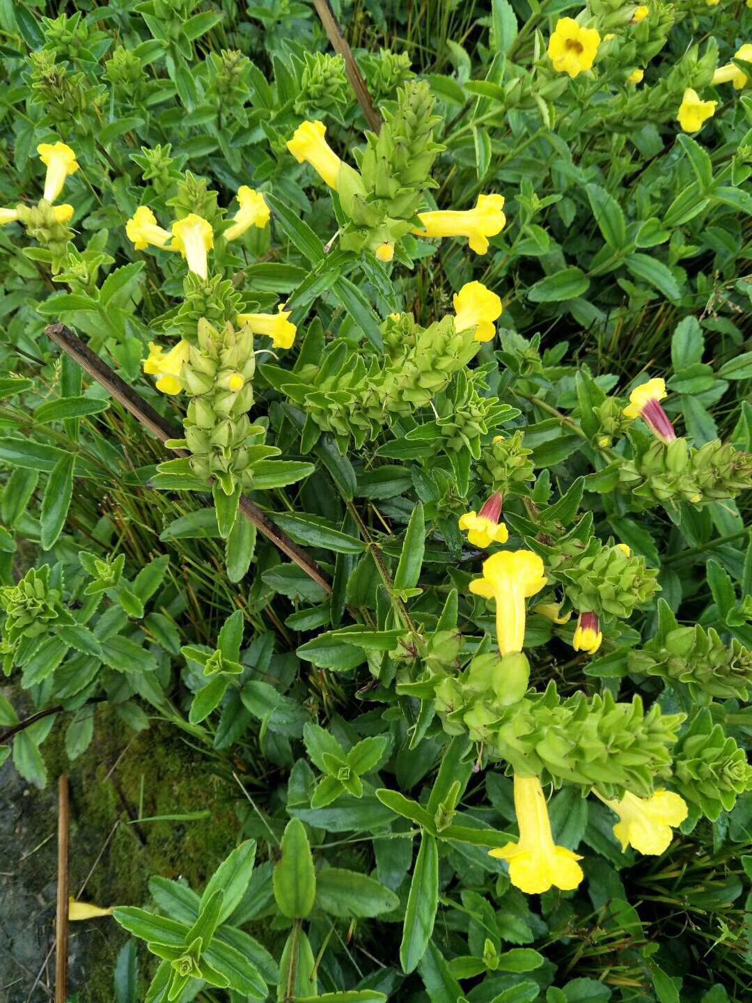 红根野蚕豆种植基地